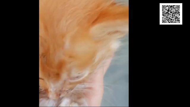 Пасхальный подарок  приюту бездомных животных/Easter gift to a shelter for homeless animals