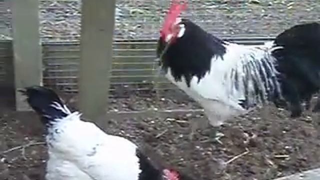 Lakenfelder Hahn passt auf 2 смотреть онлайн