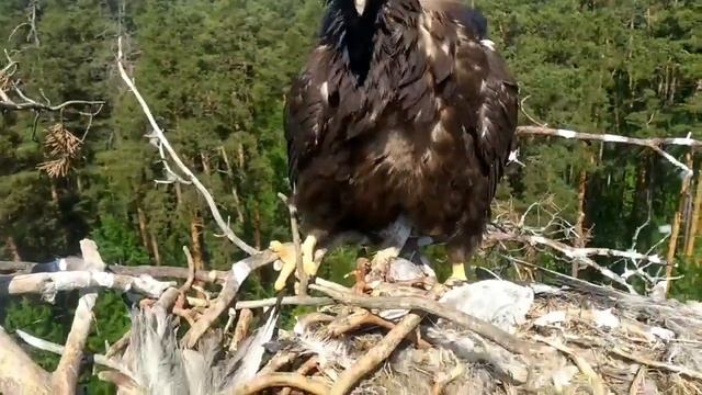 Птенцы орлана-белохвоста 1 смотреть онлайн