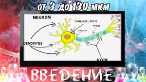 Нейробиология I - Введение