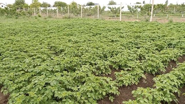 Домашний Влог. Клубничка. смотреть онлайн