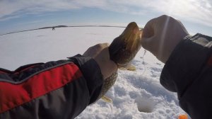 Попали на щучий жор жерлицы срабатывают одна за одной.