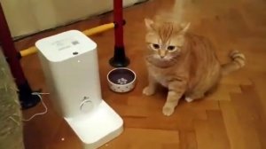 Xiaomi Pet kit Fresh mini отзыв))