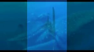 мультик про китовую акулу для детей