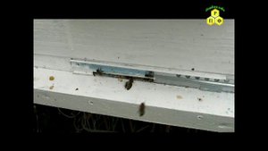 Экстремальная подсадка неплодных маток
