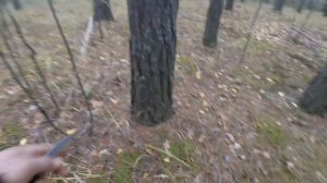 Сбор грибов.  Сбор рыжиков и польских грибов. Грибной сезон 2022