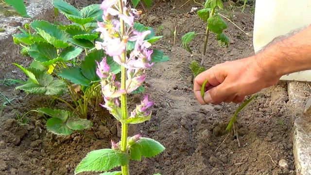 ШАЛФЕЙ МУСКАТНЫЙ - растение, которое пробуждает интуицию!!! смотреть онлайн