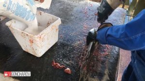 Саяногорская Форель