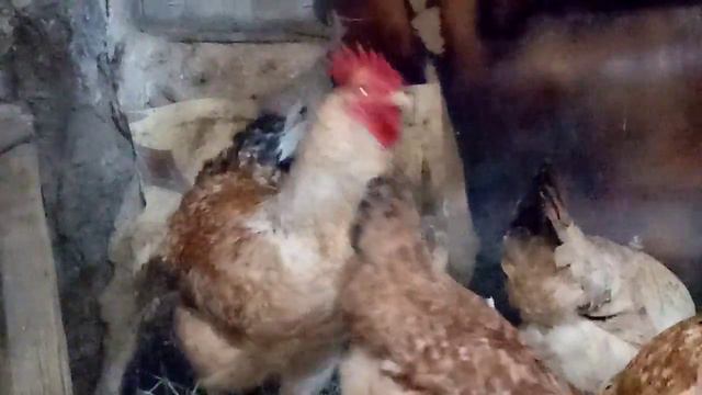 Обзор пород нашего хозяйства!!!