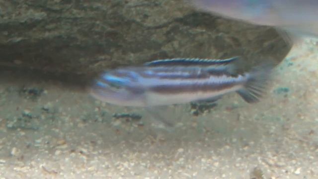 melanochromis maingano смотреть онлайн