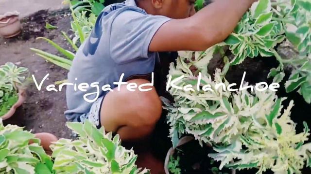 Kalanchoe | Succulents? | Planting смотреть онлайн