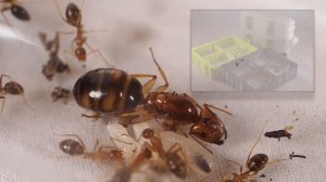 Camponotus maculatus subnudus - обзор НОВОЙ колонии муравьев!
