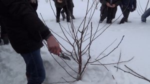 Обрезка вишни