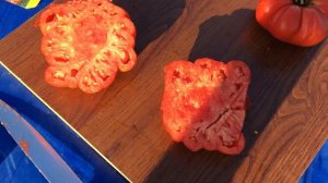 Мясистый помидор от Партнёра НИНА.