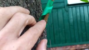 Прививка на взрослое дерево.