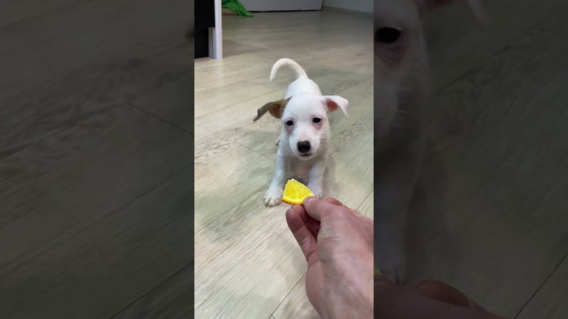Попробуй апельсинку