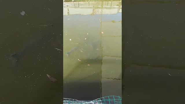 Кормление рыб в домашнем пруду 20 октября 2023 г. смотреть онлайн