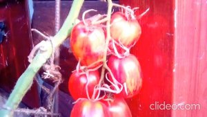 «Искры пламени» , сорт, который впечатляет!