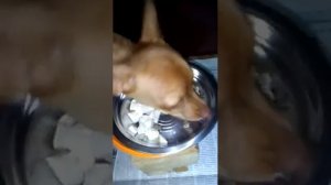 питание для собак, бычьи яички, рубец ..