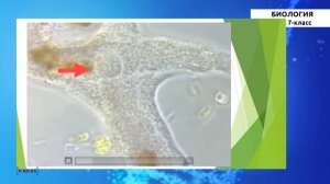 7 класс - Биология - №2 - Бир клеткалуулардын түзүлүшү