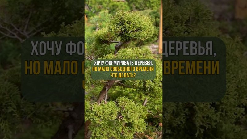 Хочу формировать деревья!