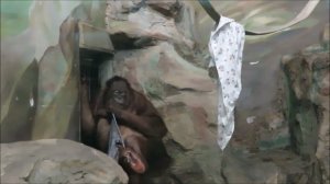 Орангутаны. Мишель любит играть с тряпками, а Бату иногда стал обижать подругу 11.04.2023