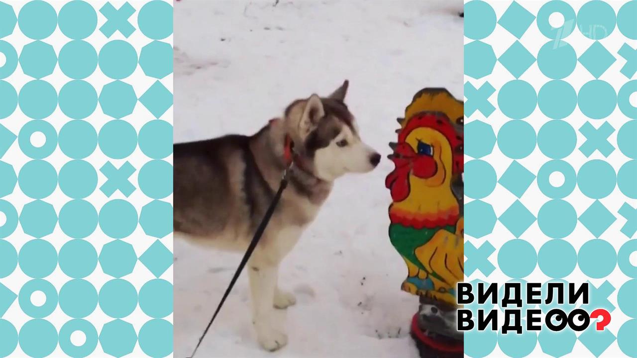 Чего боится хаски? Видели видео? Фрагмент выпуска от 19.01.2020