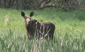 Кого можно встретить гуляя с МД