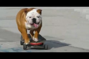 Пес на скейте