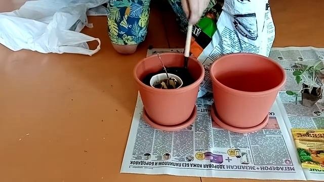 Как перенести растение