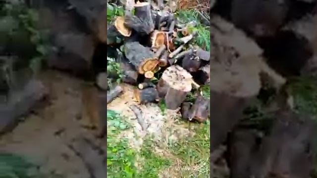 Выпиливаем ненужный лес на участке . смотреть онлайн
