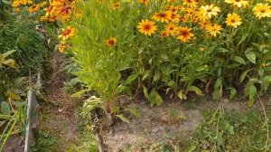 Рудбекии: выращивание и уход за цветами в саду. Посадка, разные виды и сорта