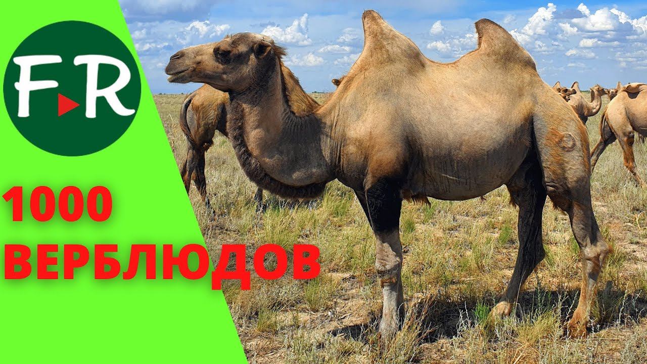 Разведение верблюдов. Верблюдоводство в Казахстане