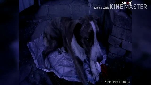 Парвовирусный энтерит собаки ( Моя схема лечения) смотреть онлайн