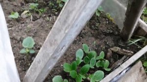 Фазенда. Посадка картошки с ноготок с метровыми ростками. Результаты.