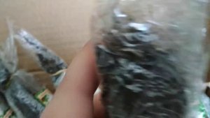 Опт-Хоз посылка с клематисами
