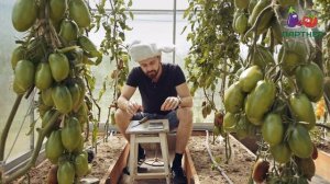 ВОДОПАД ИЗ ТОМАТОВ! БУРАЯ ГРОЗДЬ F1