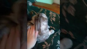 ВЯЗКА.Шотландский вислоухий кот