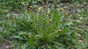 "Говорят, что сильные не плачут"  читает Любовь Б. #стихи #стихиожизни