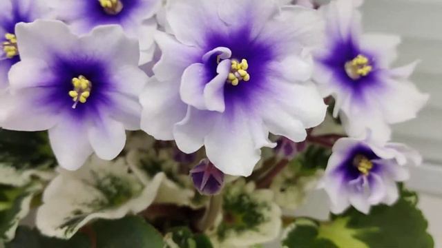 Фиалка Р-Дурман смотреть онлайн