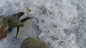 РЫБАЛКА НА ЗОЛОТУЮ рыбку в ЗАБАЙКАЛЬЕ