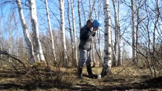 сбор березового сока / russian drink from birch смотреть онлайн