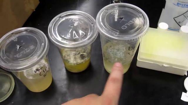 Disc diffusion assay test of penicillin against Bacillus subtilis смотреть онлайн