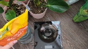 ВОЛШЕБНЫЙ ЭЛИКСИР для АНТУРИУМА! Будет Много деток, крепкие и зеленые листья, обильное цветение