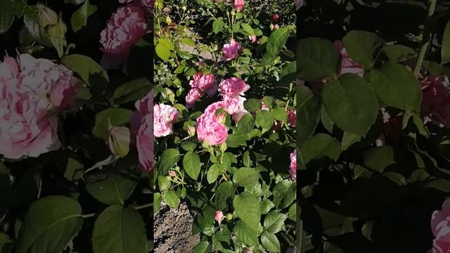 Роза Мери Роуз. Цветение роз на 17.06.2020 смотреть онлайн