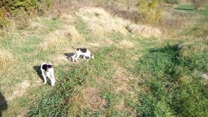Щенки русской пегой гончей ,первый полевой выезд!