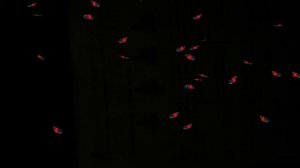 Летающие ярко красные бабочки