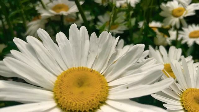 Ромашки в саду зацвели смотреть онлайн