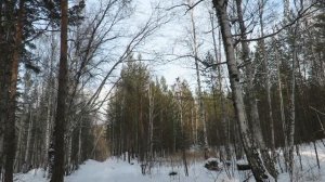 Зима  Зимний лес, красивая природа зимой, Beautiful winter forest