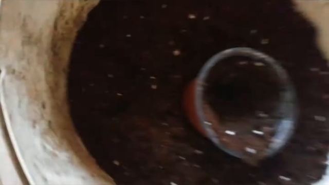 Пикировка бархатцев смотреть онлайн